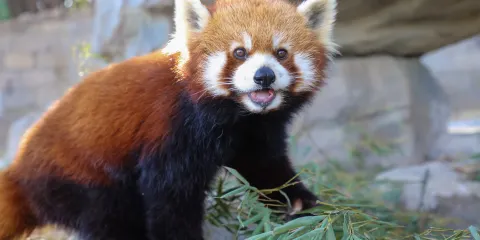 上海野生動物園