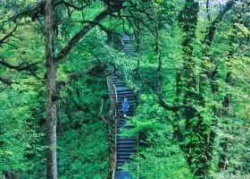 Longcanggou Guojia Ji Forest Park