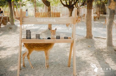 Paradise of deer
