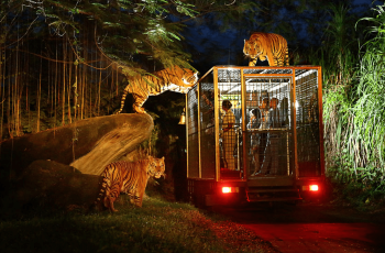 Top 4 Night Attractions in Bali