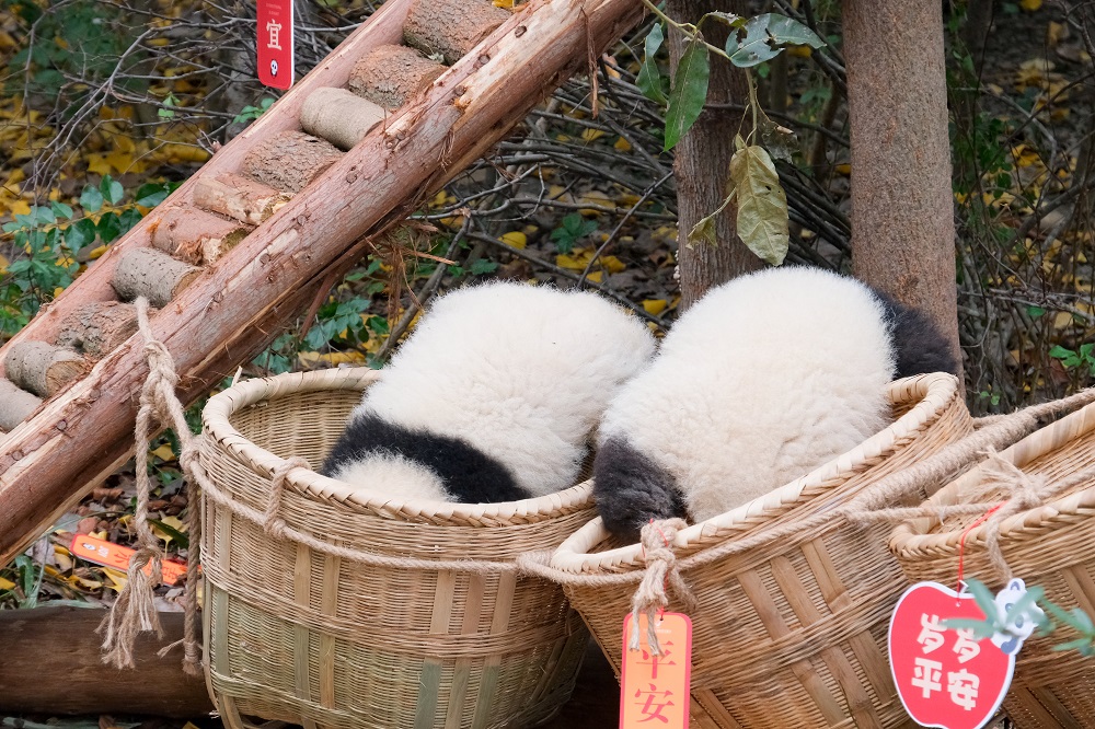 Chengdu Research Base of Giant Panda Breeding