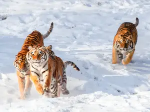 Shenyang Forest Zoological Garden