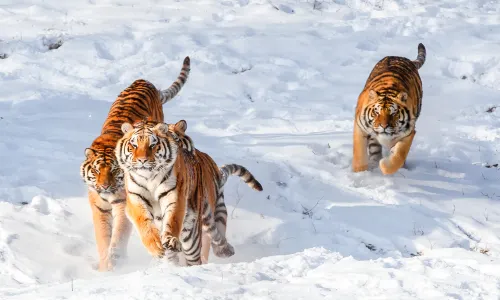 Shenyang Forest Zoological Garden