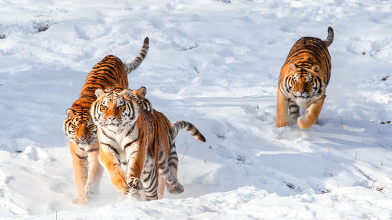 Shenyang Forest Zoological Garden
