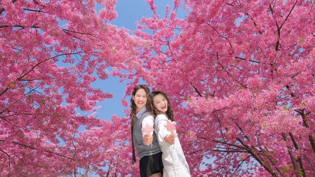 Manhua Sea of Flowers