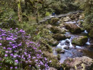 Longcanggou National Forest Park