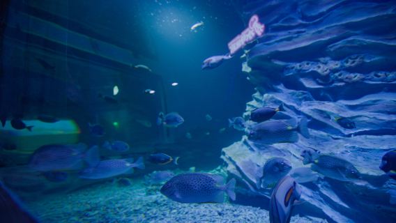 Jinchang Haichen Ocean Park