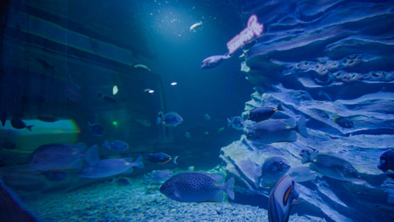 Jinchang Haichen Ocean Park