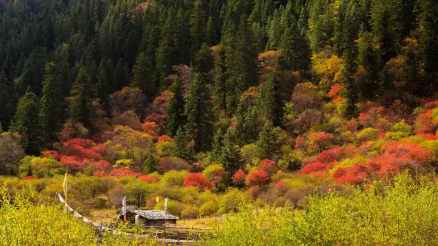Fall Leaves Viewing in Heishui