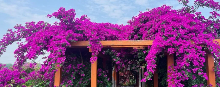 四川自贡旅游攻略:“千年盐都”“恐龙之乡”“南国灯城”“美食之府” 四川自贡旅游攻略:“千年盐都”“恐龙之乡”“南国灯城”“美食之府”