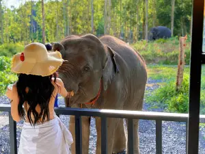 Elephant Care Park Phuket