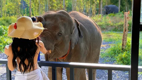 Elephant Care Park Phuket attraction in Phuket