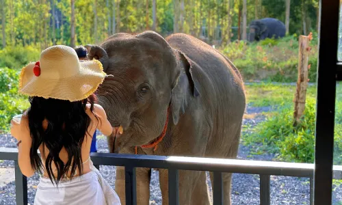 布吉島耐迪大象保護營