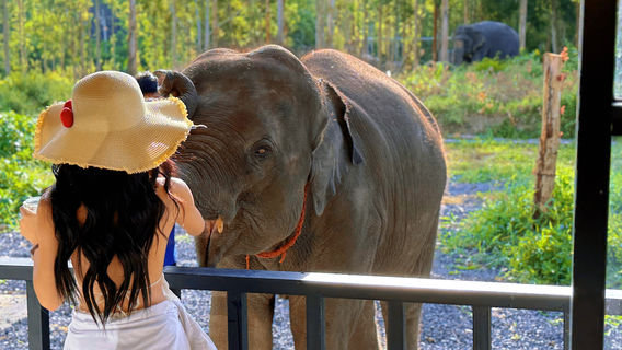 Elephant Care Park Phuket