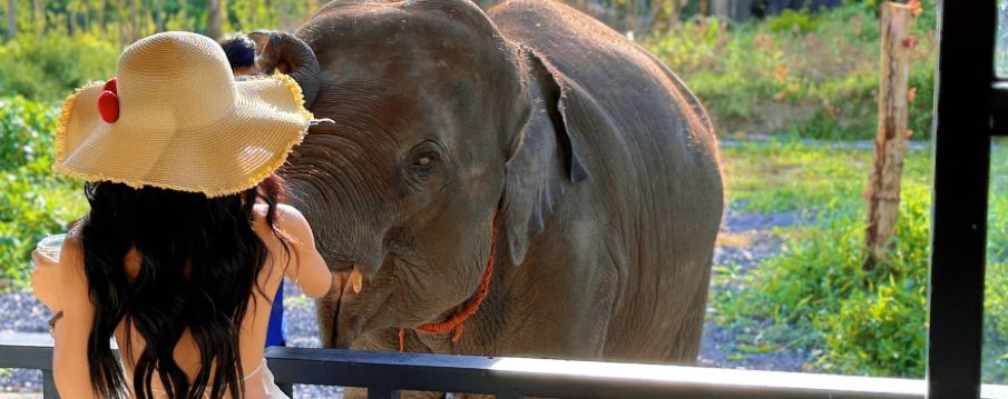 Elephant Care Park Phuket