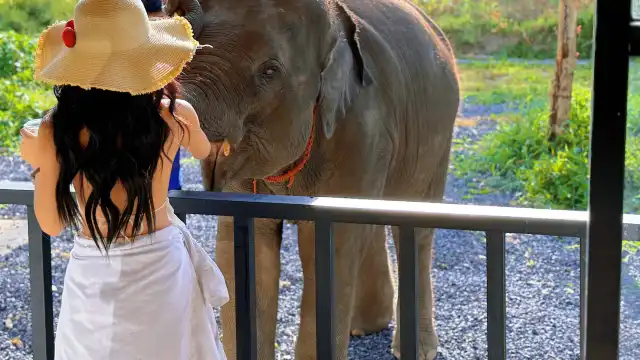 Elephant Care Park Phuket