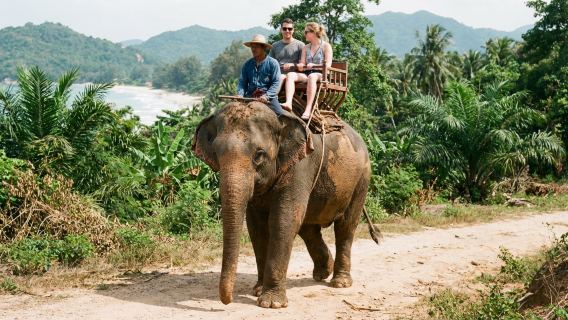 Elephant Interactions in Hua Hin