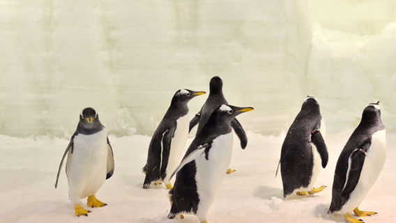 Nantong Sendi Snow Ocean Park