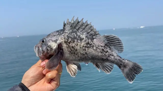 Sea-fishing in Weihai