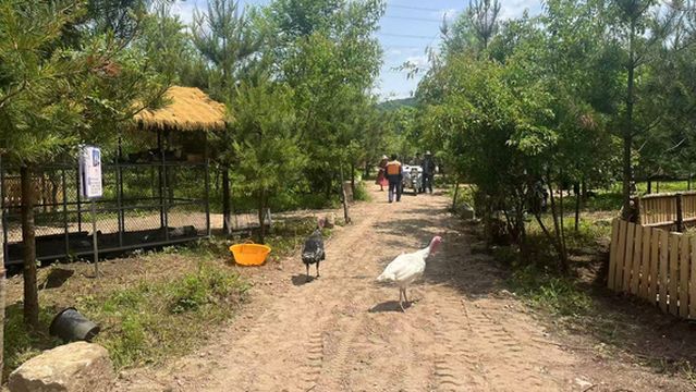 Black Stone Wood Ice and Snow World