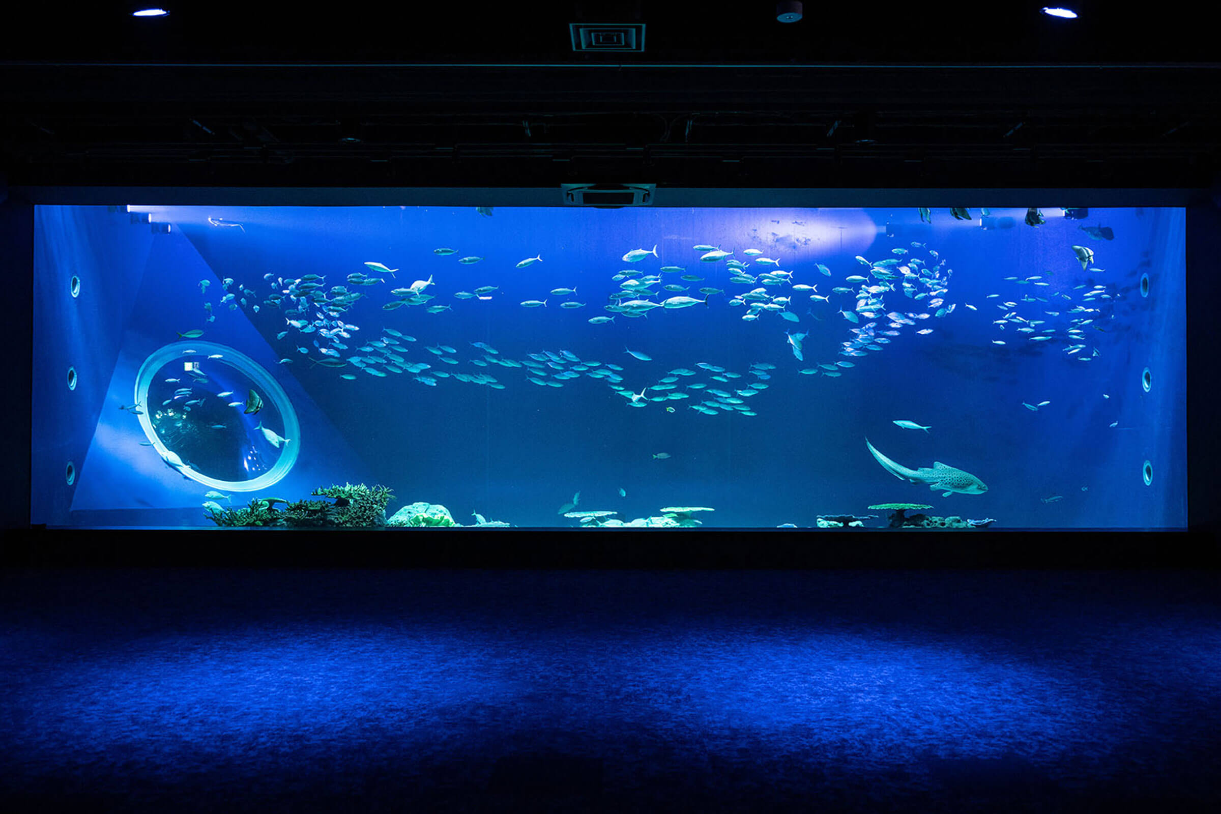 沖縄 DMMかりゆし水族館 入場Eチケット 予約