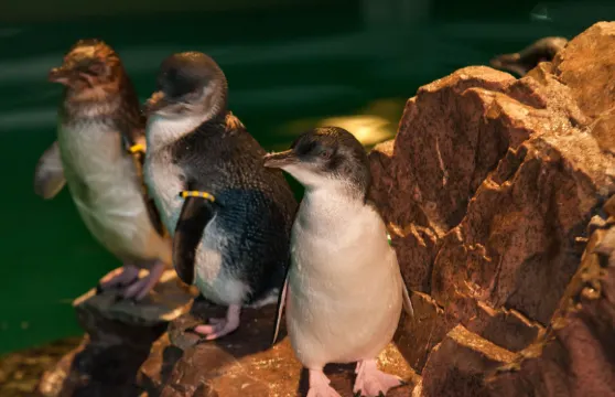 新英格蘭水族館門票長者
