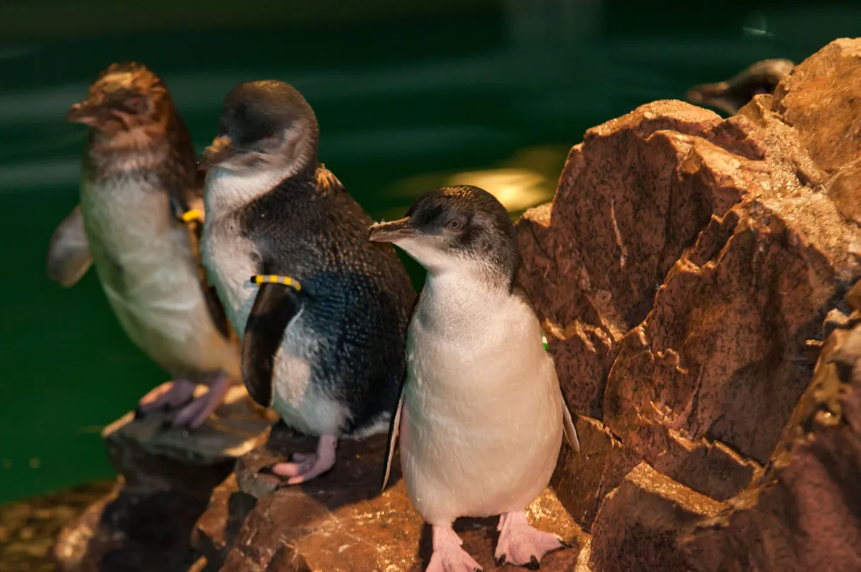 2_New England Aquarium