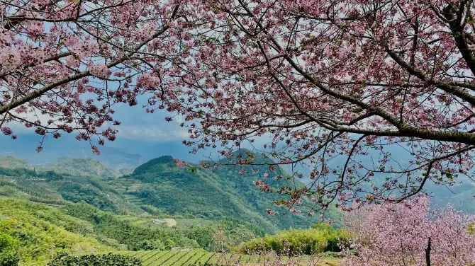 4_阿里山國家森林遊樂區