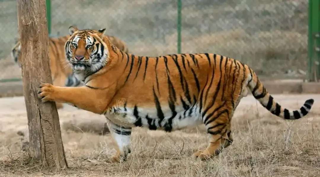 Hotels near Jiaozuo Forest Zoo