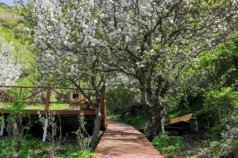 Wild Walnut Vally