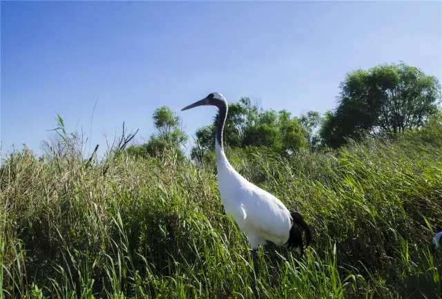 Birdwatching in Dongying