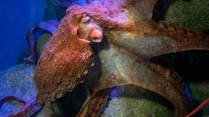 5_New York Aquarium