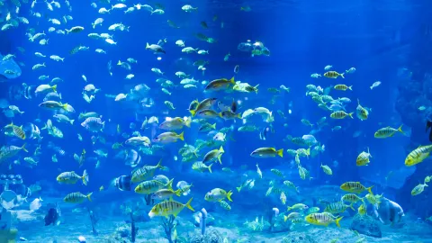 Lanzhou Polar Ocean World attraction in Lanzhou