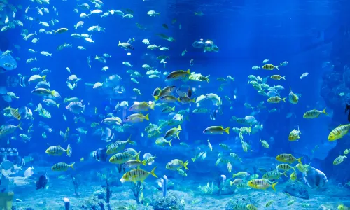 โลกทะเลขั้วโลกหลานโจว