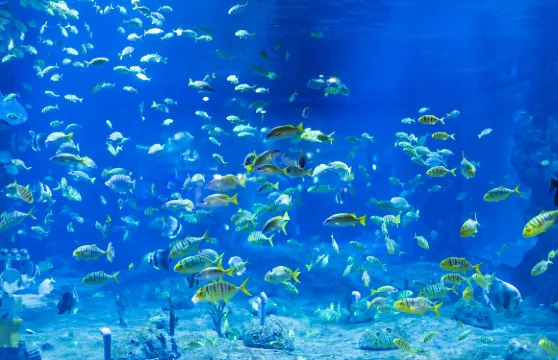 蘭州極地海洋世界日場門票優待(長者/小童/學生/殘疾人士)