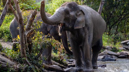 Elephant Jungle Sanctuary Phuket