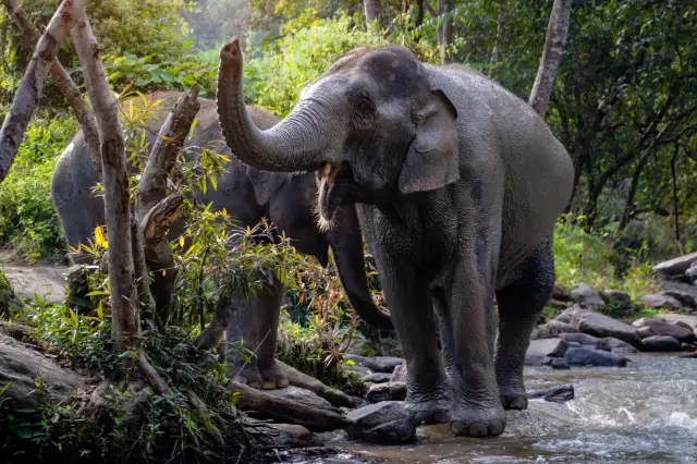 Phuket Elephant Interaction