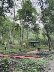 野牛塘熱帶森林生態古茶園