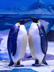 南極企鵝館