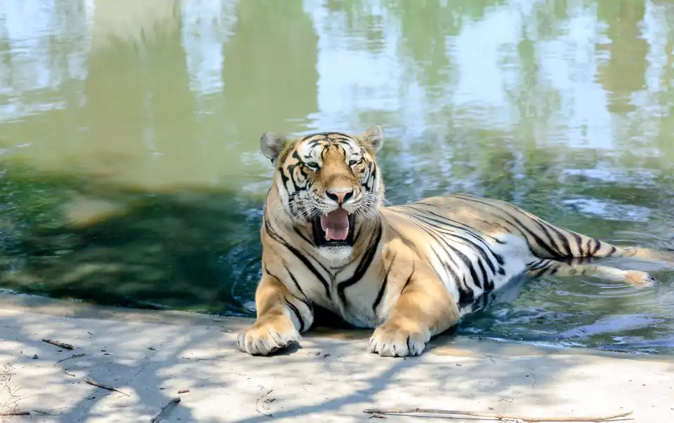 5_Siberia Tiger Park
