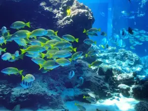 Xinao Underwater World