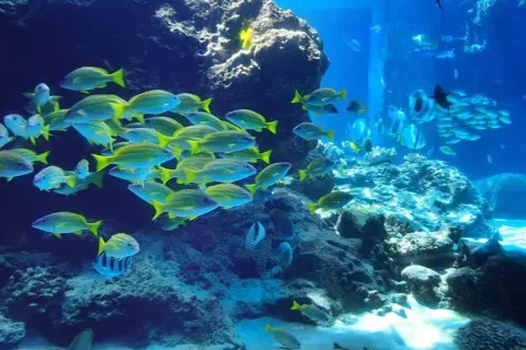 Xinao Underwater World