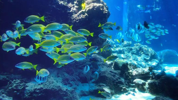 Xinao Underwater World