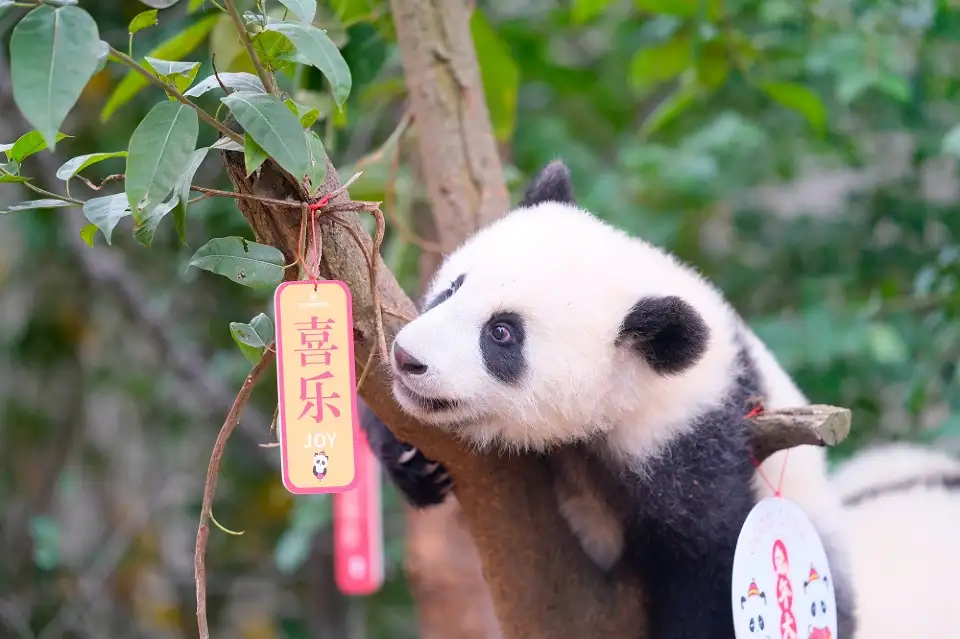 5_Chengdu Research Base of Giant Panda Breeding