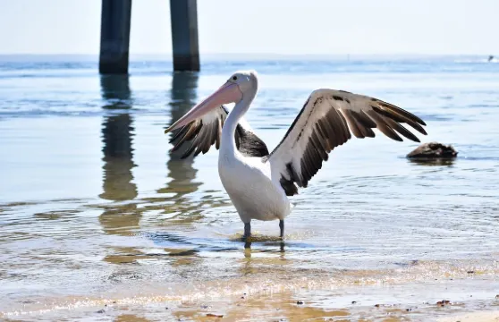 野生動物海岸巡遊菲利普島海豹之旅成人