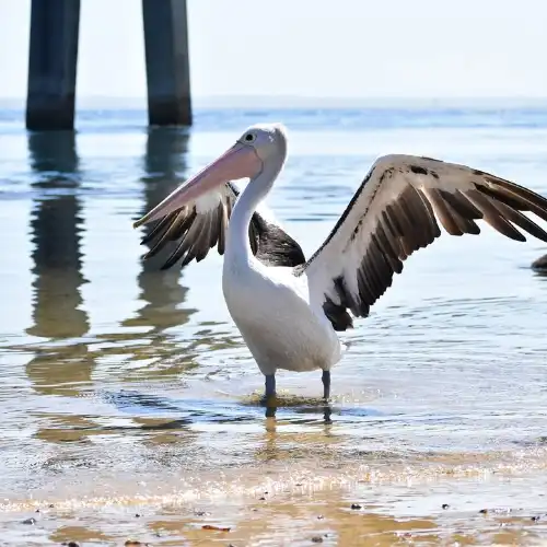 野生動物海岸巡遊