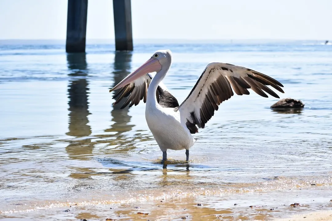 1_野生動物海岸巡遊