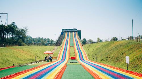 Yangsha Lake Colorful Flower Field