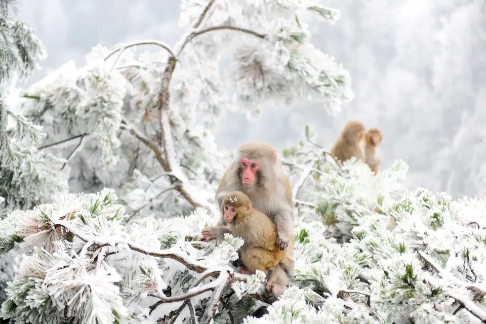 5_Zhangjiajie National Forest Park