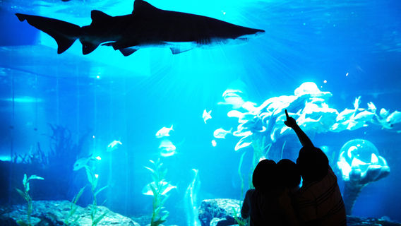 Пусан аквариум